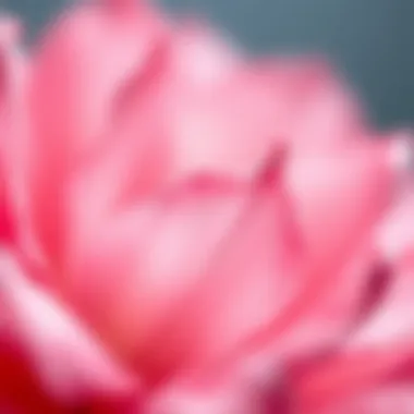 Close-up of delicate watercolor brush strokes depicting petals