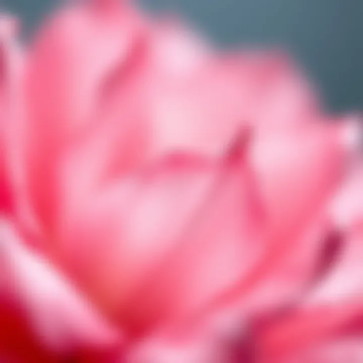 Close-up of delicate watercolor brush strokes depicting petals